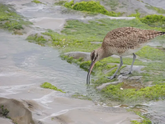 Bird drinking