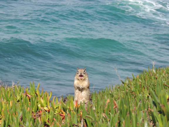 Squirrel