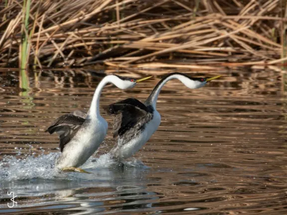 Two Western Grebes perform a courtship display.