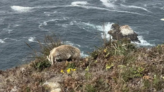 Badger