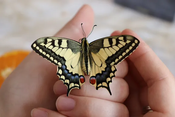 hand holding butterfly