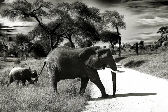 Image of an elephant and baby elephant walking.